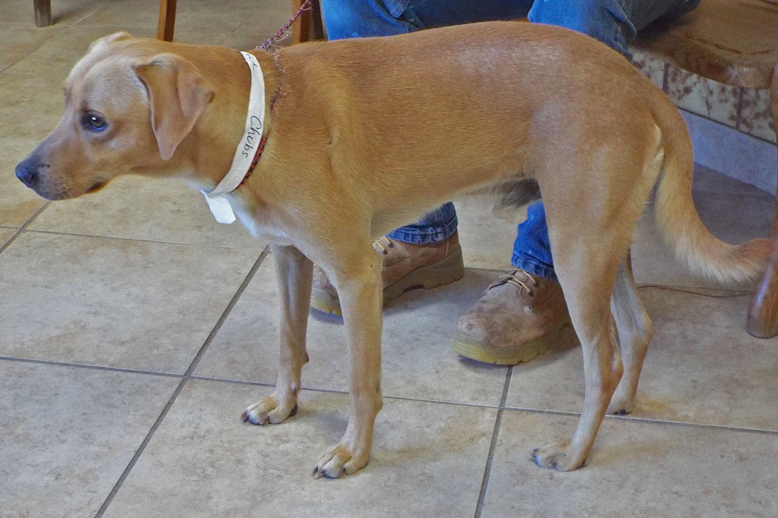 Adopt A Friend: Chubbs